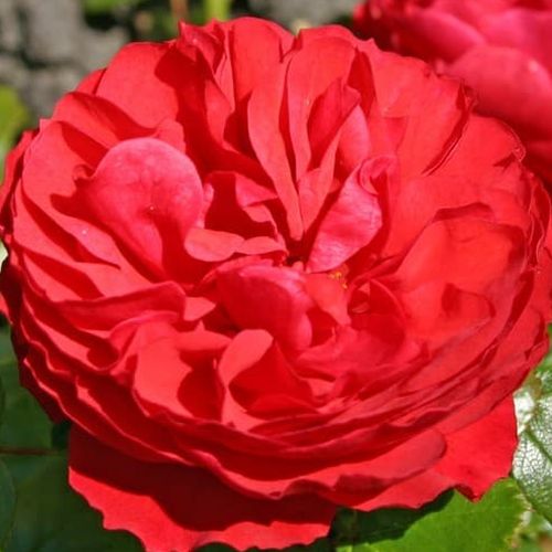 Vendita, rose rose floribunde - colore rosso - Rosa Cherry Girl® - rosa intensamente profumata - Tim Hermann Kordes  - ,-